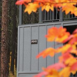 Pine suite in fall